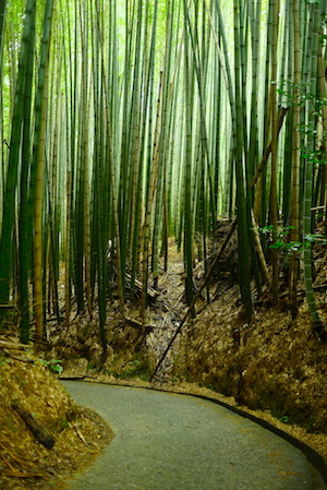 昼の嵐山